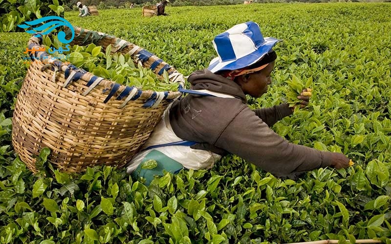 بهترین مزارع چای